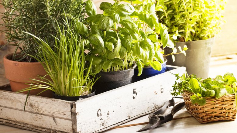 Pots of fresh herbs