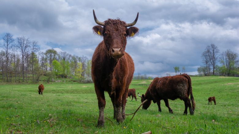 Brown cows in field