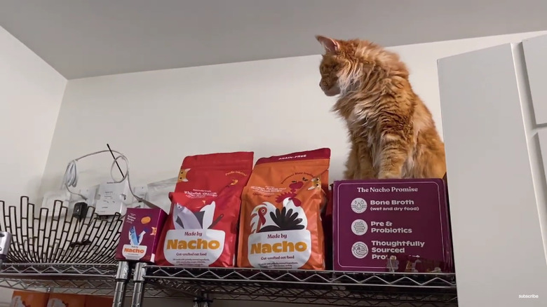 Orange cat on top shelf