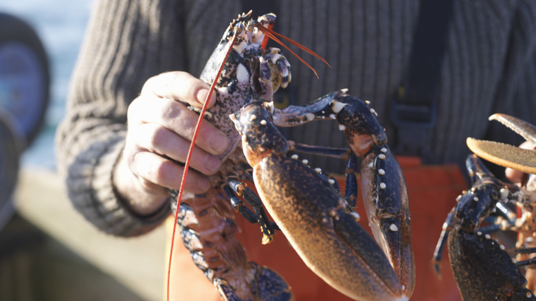 Man holding a lobster