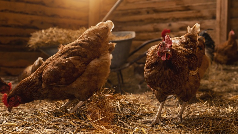 hens in barn