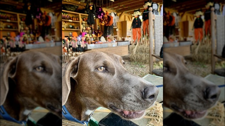 Rachael Ray's dog Bella Boo Blue at a pumpkin patch