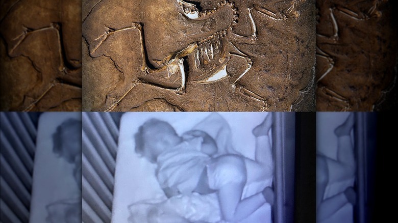 child sleeping in twisted position, compared to dinosaur fossil