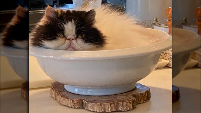 Martha Stewart's cat in a bowl