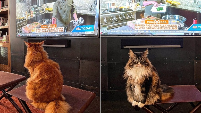 Bobby Flay's cats watching him on TV