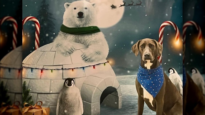 Rachael Ray's dog, Bella Boo Blue, posing for a Christmas card