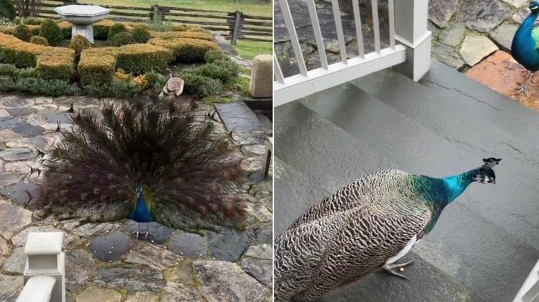 one of Martha Stewart's peacocks