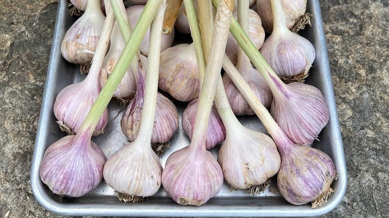 Martha Stewart's garlic bulbs in a tray