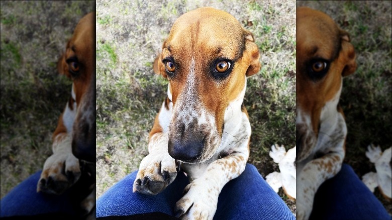 Ree Drummond's basset hound Rusty