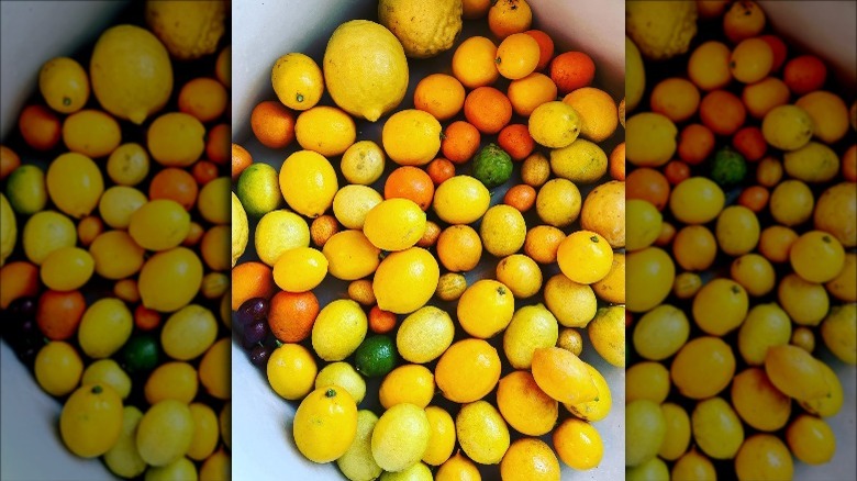 citrus fruits from Martha Stewart's IG  