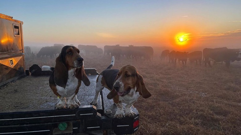 The dogs at Drummond Ranch