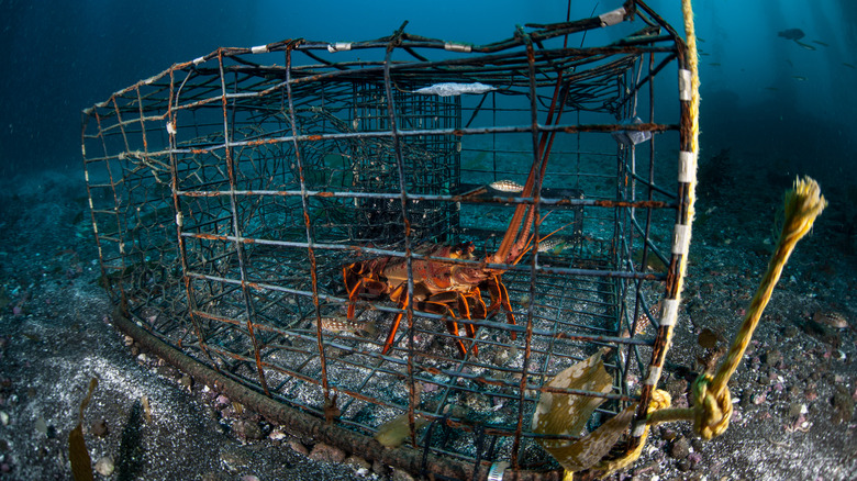 Lobster in a cage