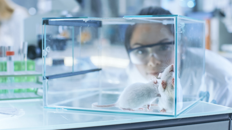 Researcher conducting study with lab mice