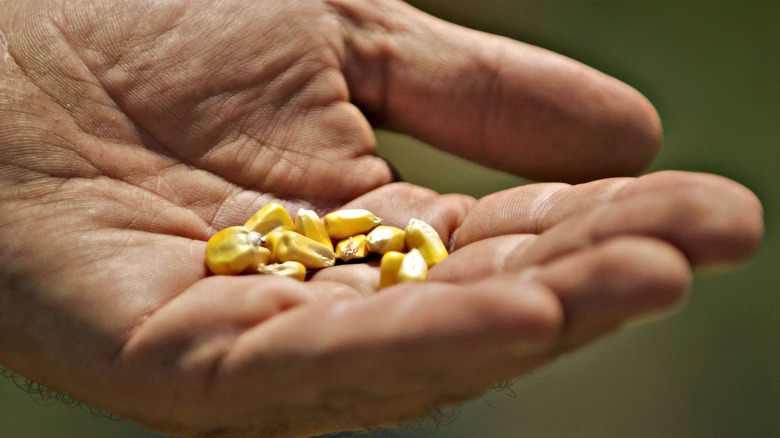 hand holding corn kernels