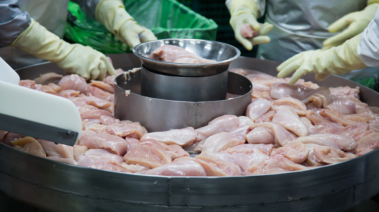 Chicken breasts sorted in factory