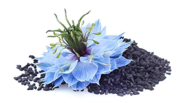 Black cumin seeds and flower