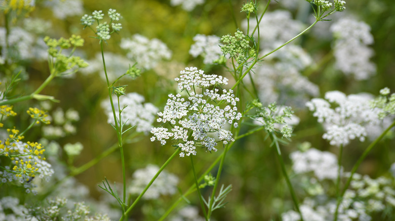 Flowering cumin plant