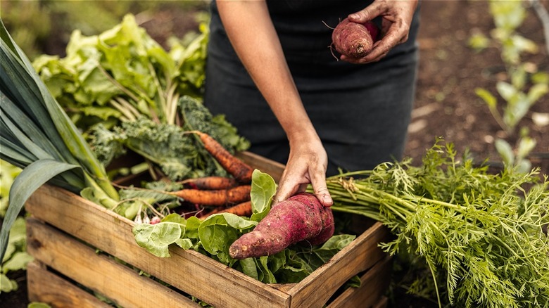 Woman harvesting vegetables 