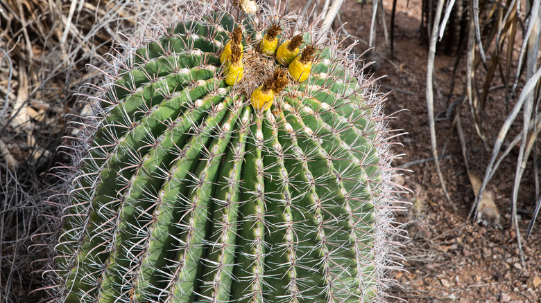 Fishhook barrel cactus