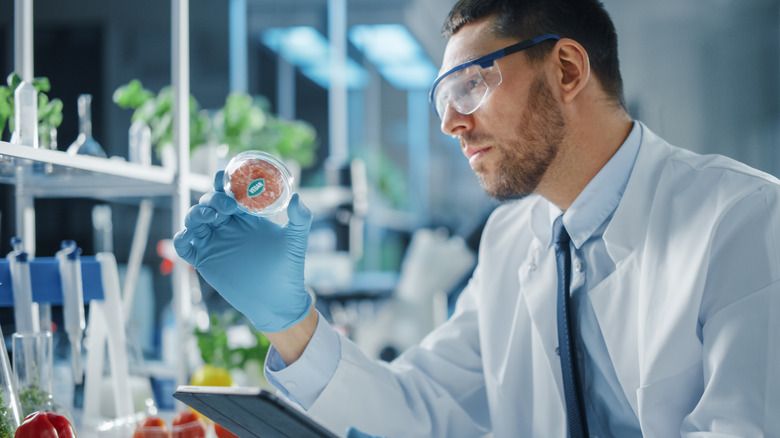 Microbiologist examining a lab-grown meat sample.