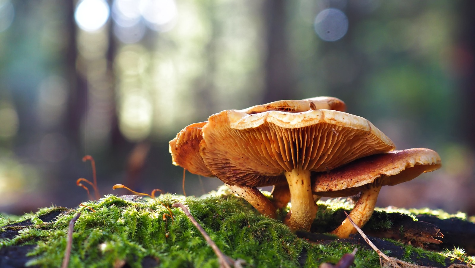 Is Mushroom Ice Cream Really A Thing?