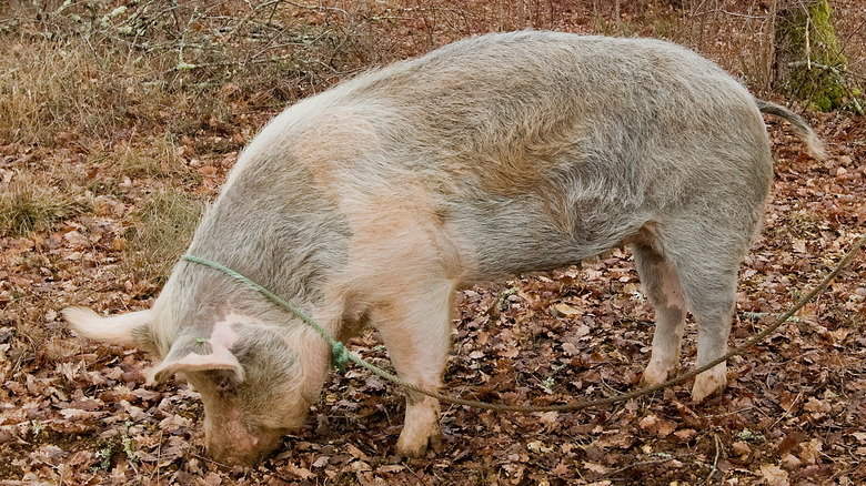 Pig rooting through dry leaves