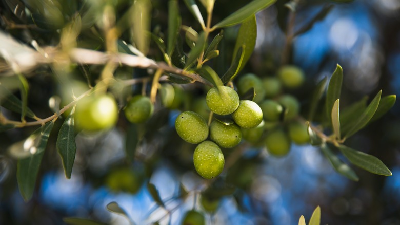 Unripe olives growing on a tree 