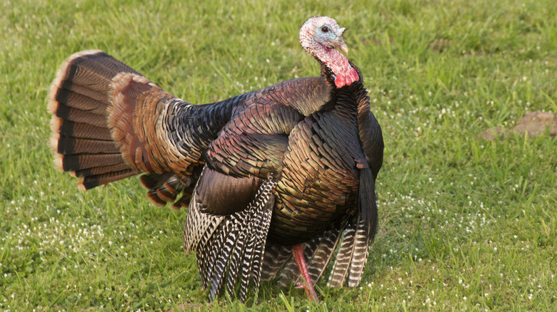 Wild turkey in field