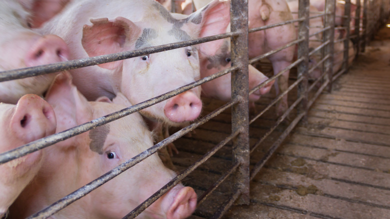 Pigs crowded into a pen