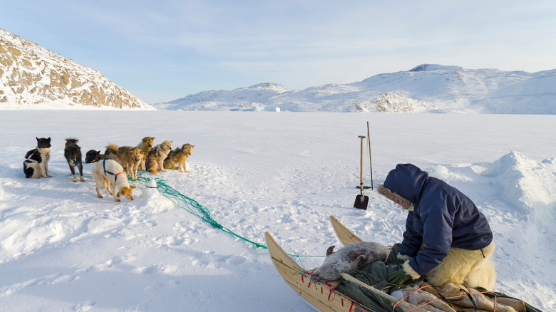 Inuit seal hunter dog sled