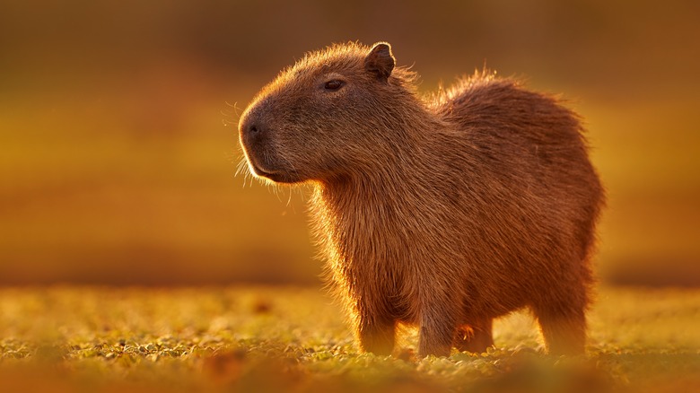 Majestic lone capybara