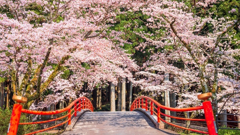 cherry blossom trees