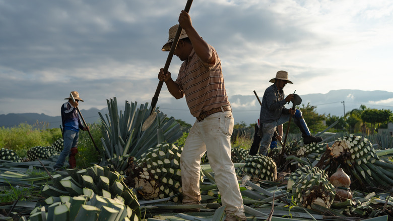 Workers harvesting blue agave