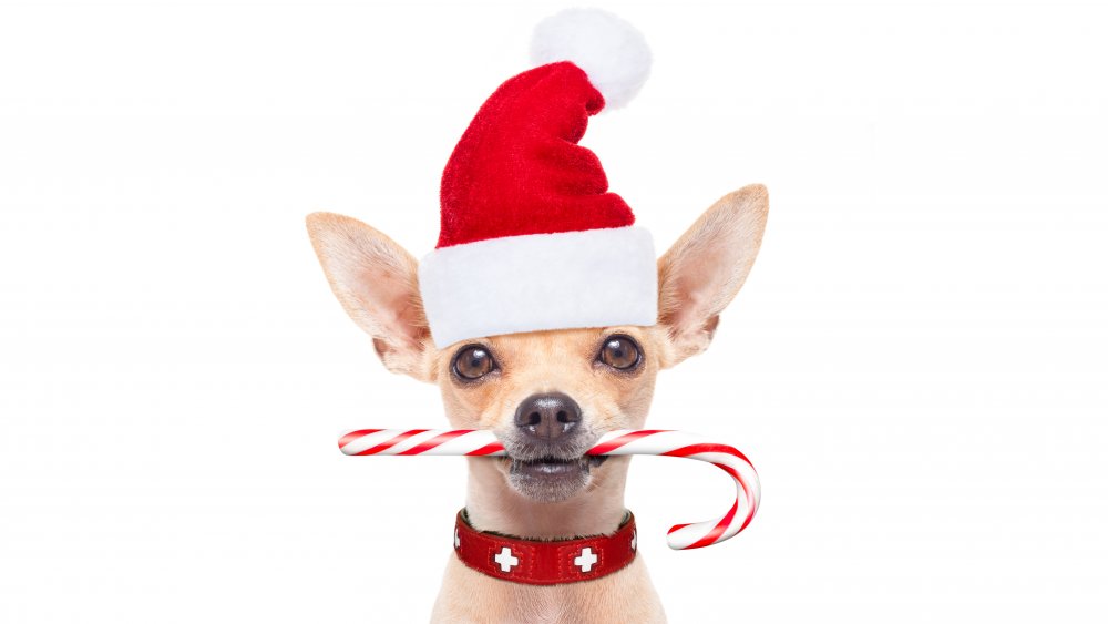 Dog Santa with candy cane