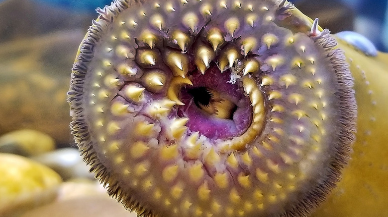 Close up of a lamprey