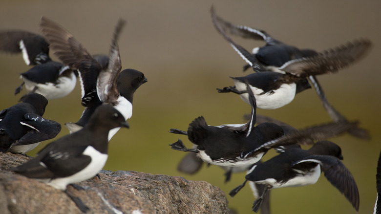 little auks flying