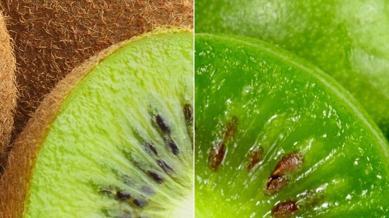 kiwi vs kiwi berries