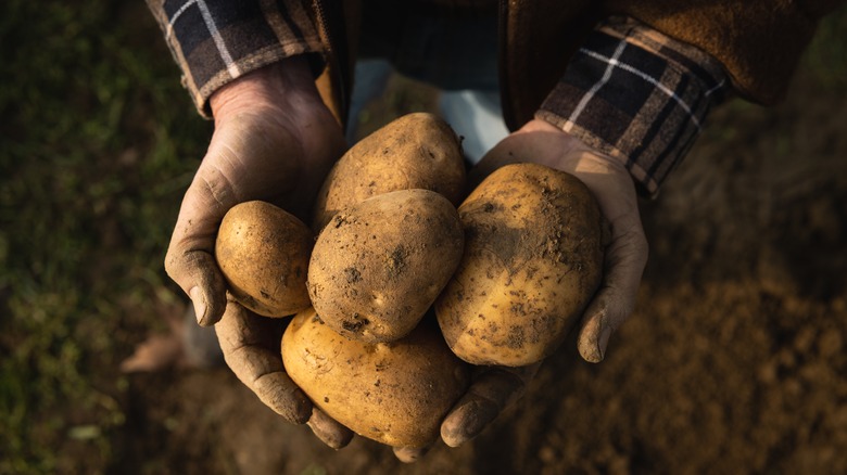 Hands holding dirty potatoes