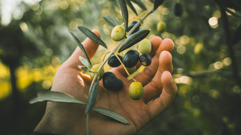 A hand grasping olives on the branch