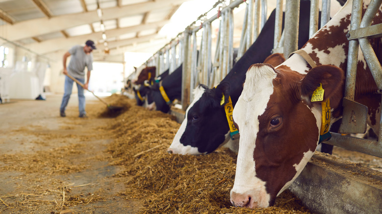 Cows on cattle farm 