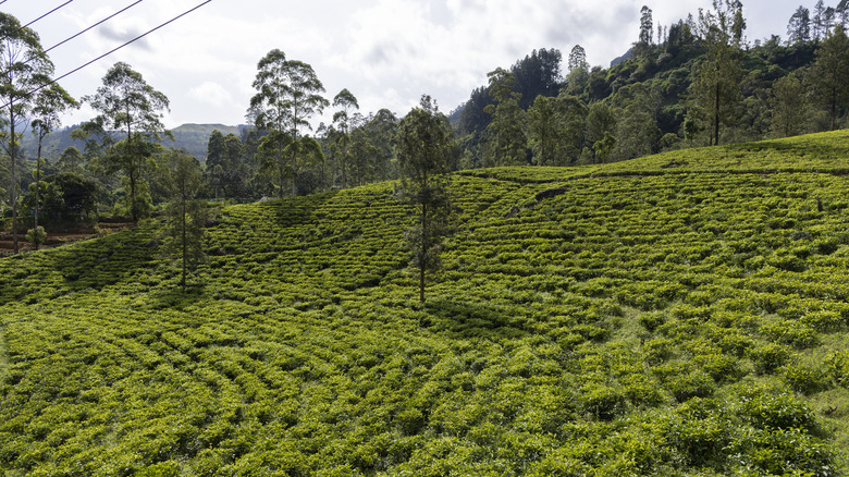 Tea plantation in Sri Lanka