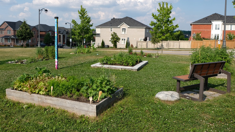 community garden