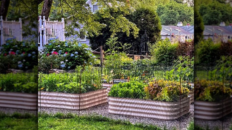 vegetable garden