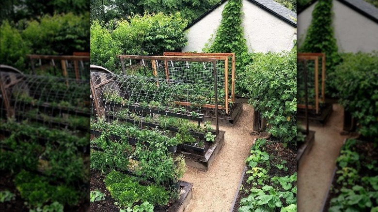 vegetable garden