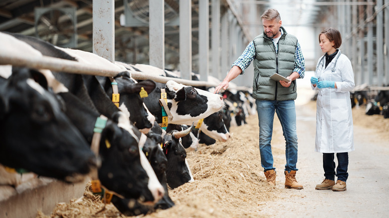 A cattle farmer with a row of cows