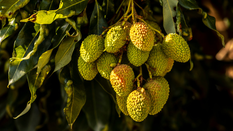 unripe green lychee on tree