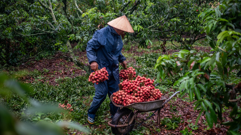 Man places lychees in wheelbarrow