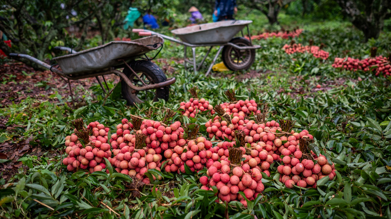 lychee harvest with wheelbarrows