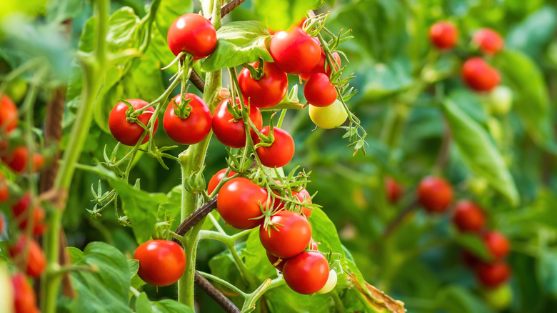 Tomato plants