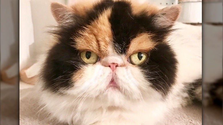 Martha Stewart's cat Princess Peony 